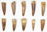 Lot: -, Bargain Spinosaurus Teeth - Pieces #87851-1